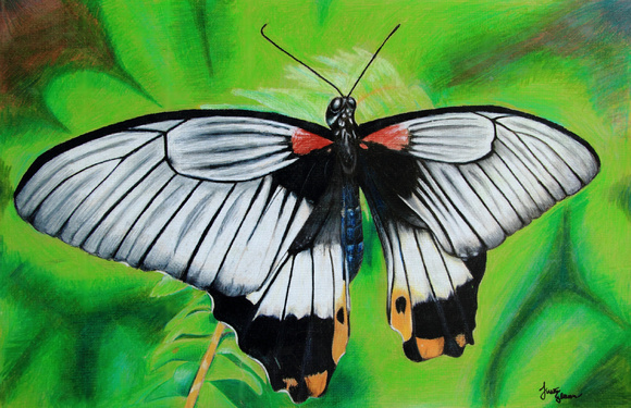 Butterfly Drawing 2008