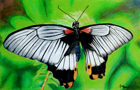 Butterfly Drawing 2008